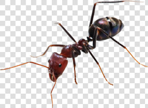 Ants   Ant Png  Transparent Png