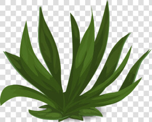 Grasses  Green  Plants  Leafy  Tall  Long  Leaves   Long Leaf Plant Png  Transparent Png