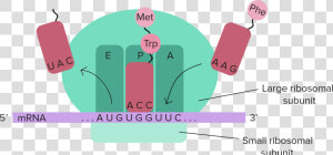 Translation Diagram Labeled  HD Png Download