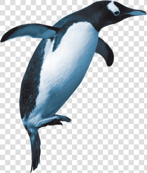 Adã©lie Penguin  HD Png Download