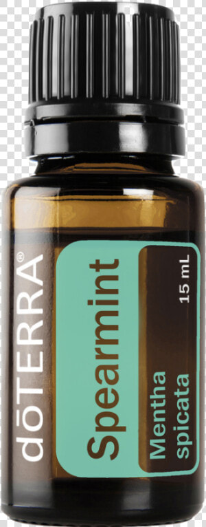 Spearmint Pdfspearmint Png   Essential Oil  Transparent Png