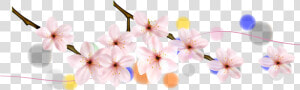 Cherry Blossom Petal Flower Cherry Blossom   Cherry Blossom  HD Png Download