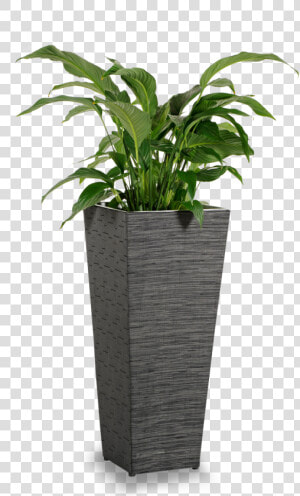 Flowerpot  HD Png Download