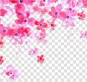 Hand Painted Pink Cherry Blossom Transparent Decorative  HD Png Download