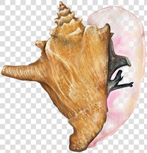 Transparent Conch Png   Queen Conch Transparent  Png Download