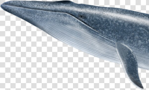 Dolphin img   Blue Whale  HD Png Download