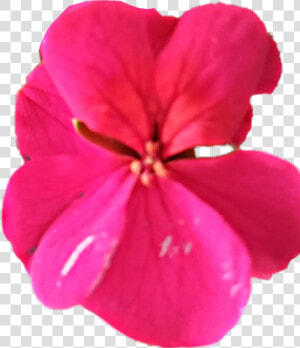 Transparent Geranium Png  Png Download