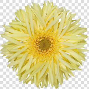 Chrysanths  HD Png Download