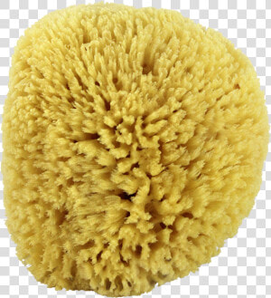 Sponge   Sea Sponge No Background  HD Png Download