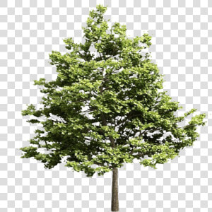 Transparent Pine Tree Top View Png   Tree Models Vray Free  Png Download