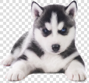 Husky Png Transparent Images   Husky Puppy White Background  Png Download