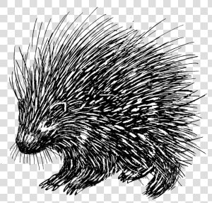 Porcupine 1   Porcupine Line Drawing  HD Png Download