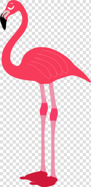 Free Png Download Flamingo Png Images Background Png   Transparent Background Flamingo Png  Png Download