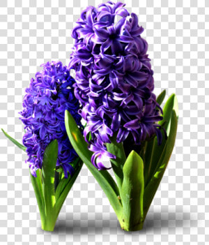 Hyacinth Flowers Png Transparent Background   Hyacinthus Orientalis Png  Png Download