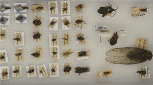 Darwins Specimens   Museum  HD Png Download