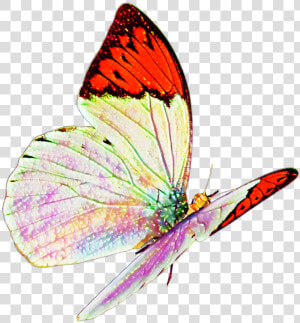 Butterfly Real Nature Flying Sticker Mislen Png Flying   Real Butterfly Png  Transparent Png