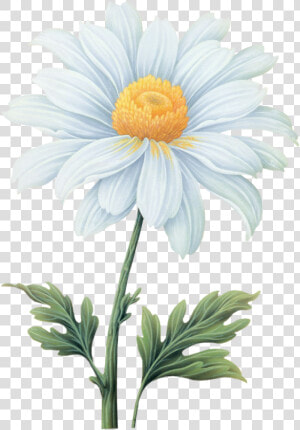 Common Daisy Flower Transvaal Daisy   Daisy Flower Watercolor Transparent Background  HD Png Download