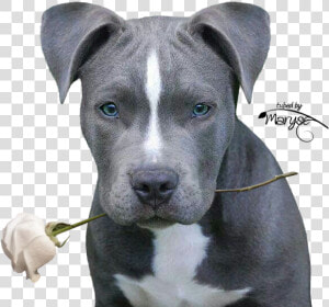 Pitbulls  Pit Bulls  Pitbull  Pitbull Terrier  Pit   Blue Nose Pitbull Cute  HD Png Download