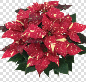 Primero Red Glitter    Poinsettia  HD Png Download