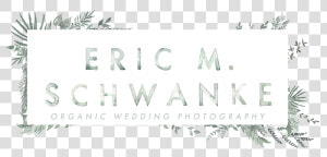 Green Bay Wedding Photographers   Palm Tree  HD Png Download