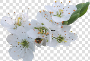 White Flowers Png Gallery Flower Decoration Ideas   Transparent Pear Flower  Png Download