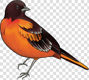 Black And Orange Bird Png Clipart   Clip Art Of Bird  Transparent Png