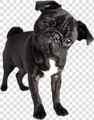 Black Pug Png   Black Pug Images Png  Transparent Png