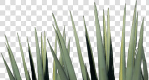 Agave Tequila Png   Png Download   Tequila Agave Png  Transparent Png