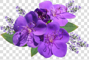 Flower  Purple  With Lavender   Lavender Flower Png Hd  Transparent Png