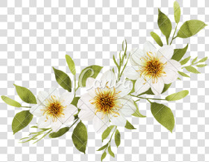 White Watercolor Flowers Bouquet   White Watercolor Flowers Png  Transparent Png