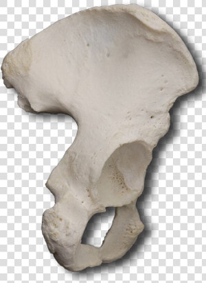 Transparent Real Bone Png   Ilium Bone Not Labeled  Png Download