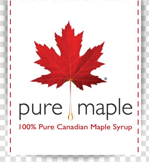 Pure Maple Syrup   Red Maple Leaf Drawing  HD Png Download