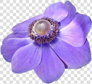 Flor Violeta Png  Transparent Png