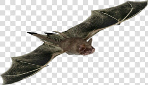 Mexican Free Tailed Bat Png  Transparent Png   Little Brown Myotis  Png Download