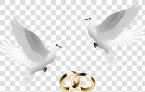 Doves Clipart Wedding Invitation   Wedding Doves With Rings Png  Transparent Png