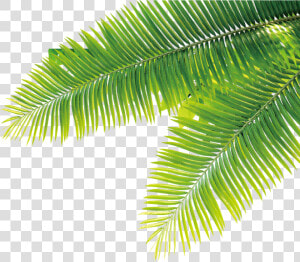 Tropical Tropics Plant Computer File Free Hq Image   Tropical Plant Transparent Background  HD Png Download