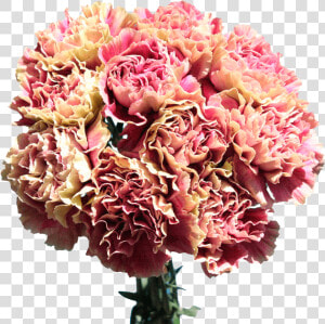 Carnations For Sale Cream With Pink Flowers Free Delivery   Bouquet  HD Png Download