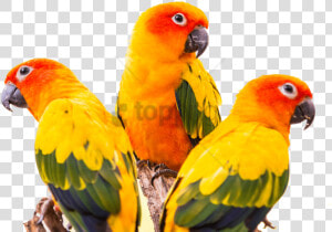 Free Png Sun Conure Bird Png Image With Transparent   Sun Conure Green Cheek Conure  Png Download