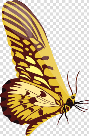 Swallowtail Butterfly  HD Png Download