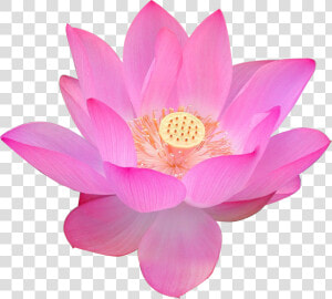 Nelumbo Nucifera Volga Delta Egyptian Lotus Flower   Free Png Transparent Background Png Lotus Flower  Png Download