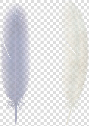 Free Download Of Feather Png Image Without Background   Feather Png  Transparent Png