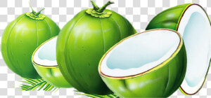  mq  green  coconut  coconuts   Green Transparent Background Coconut Png  Png Download