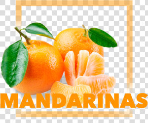 Transparent Mandarina Png   Klementinas  Png Download