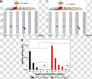 The Effect Of Antibody Concentration At The Test Line   Architecture  HD Png Download