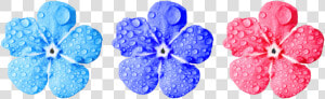 Flower forget Me Not close leaves drop Of Water small   Non Copyrighted Flower Png  Transparent Png