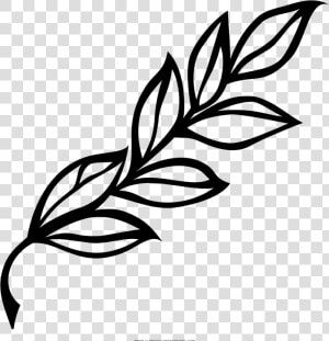 Laurel Branch Coloring Page   Laurel Leaf Black And White  HD Png Download