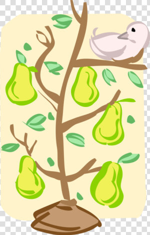 Transparent Pear Tree Png   Partridge In A Pear Tree Vector  Png Download