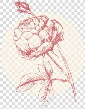 Rose Brightest   Illustration  HD Png Download