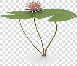 Water Lily Png Free Download   Water Lily Plants Png  Transparent Png