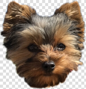  pepper  dog  cute  puppy  yorkie  perro  freetoedit  HD Png Download